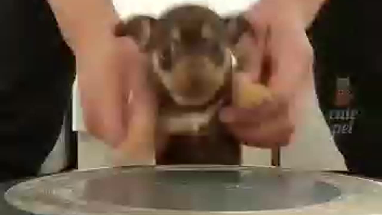 Cute pets are 🥰 adorable