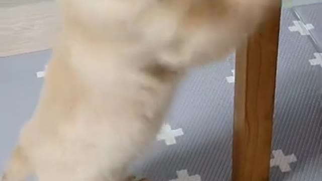 How the Golden Retriever Kills You