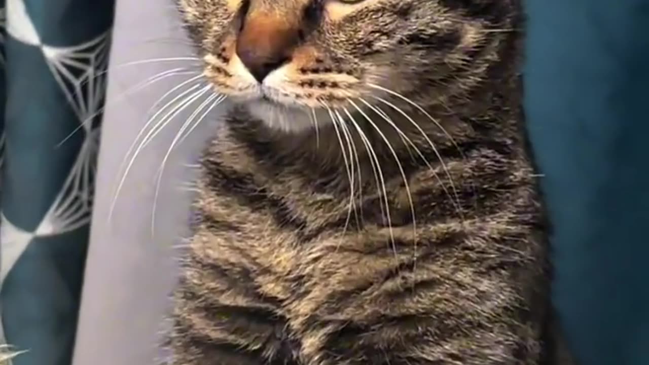 Beautiful cat 🐱 trending video