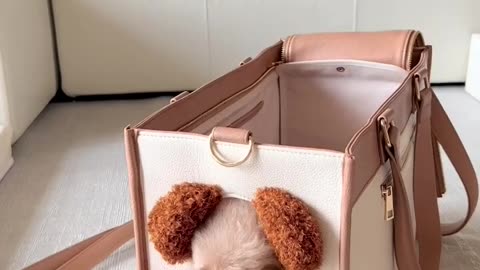 Cute Poodle and His Teddy Bear Bag! 😍🐻👜