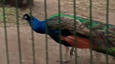 Peacock 🦚 in zoo