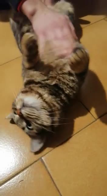 Extreme belly rub for a kitten