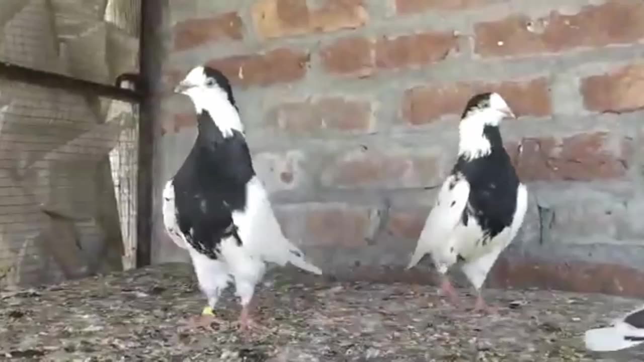 35waly batry pigeon salkoti pigeon beautiful breeder pair