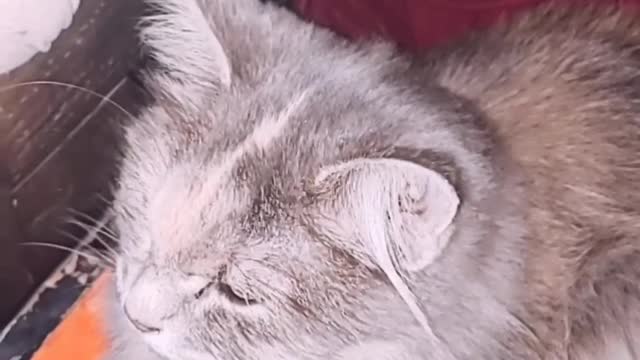 Cats are fun