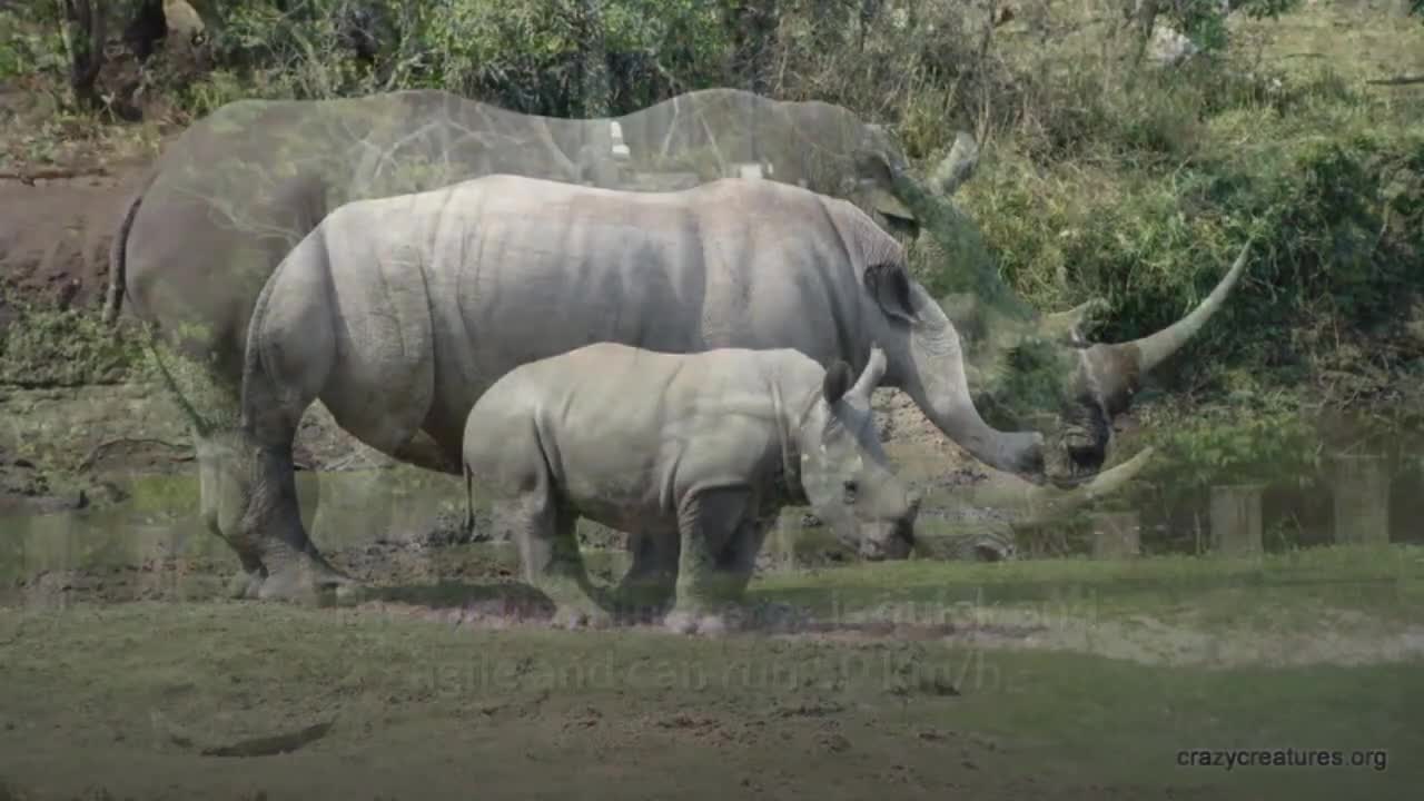 White rhinoceros Descriptions, characteristics and actual true facts