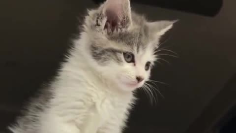 Collection of cute and funny cats