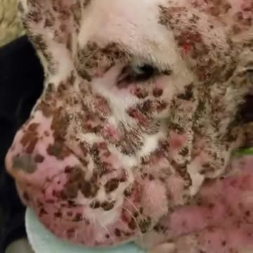 Pit Bull puppy abandoned after suffering 1000's of bee stings