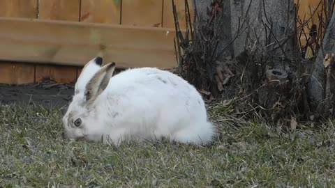 beautiful rabbits