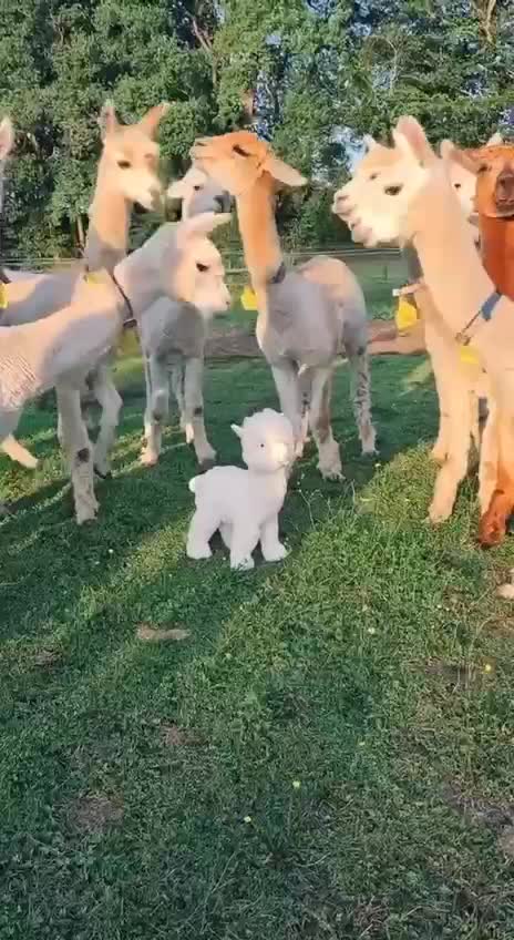 Real or not 🐕🐶🐾