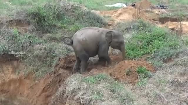 A elephant save a son