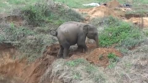 A elephant save a son