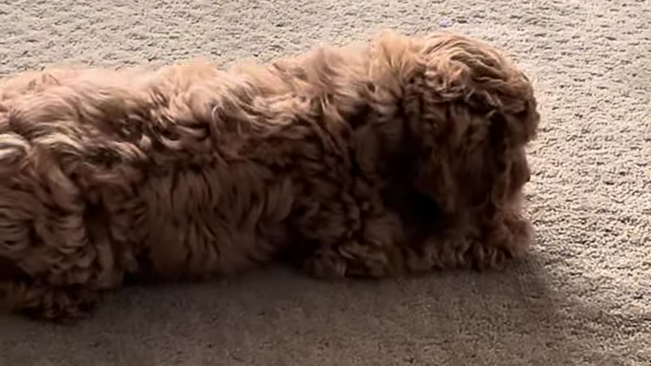 Puppy vs. Temu Ball: Round 2 Showdown – Adorable Victory! 🐶🎾