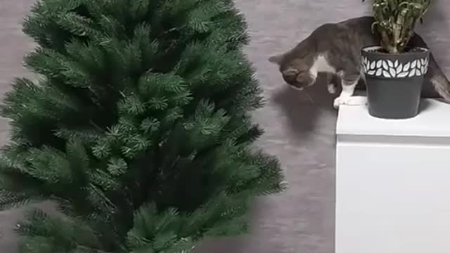 Котик ёлочка