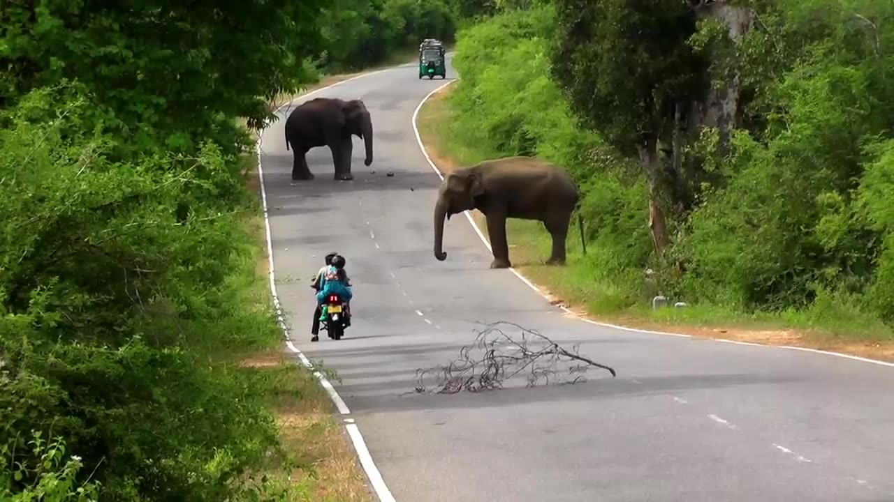 Animals video. Fearless woman