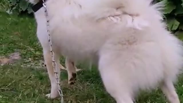 Orio ka gussa spit dog angry