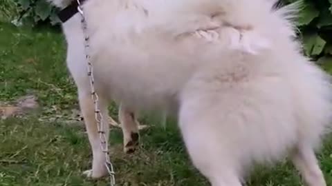 Orio ka gussa spit dog angry