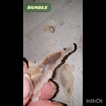 SOMETHING ODD IN MY POTATOE