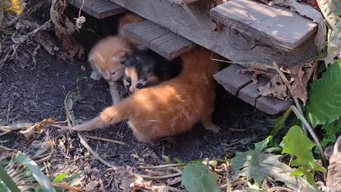 Kittens Day 17 (starting to walk)