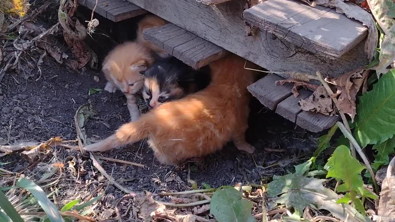 Kittens Day 17 (starting to walk)