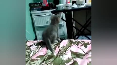 OMG So Cute Cats ❤ Best funny cat videos 2023 #comic