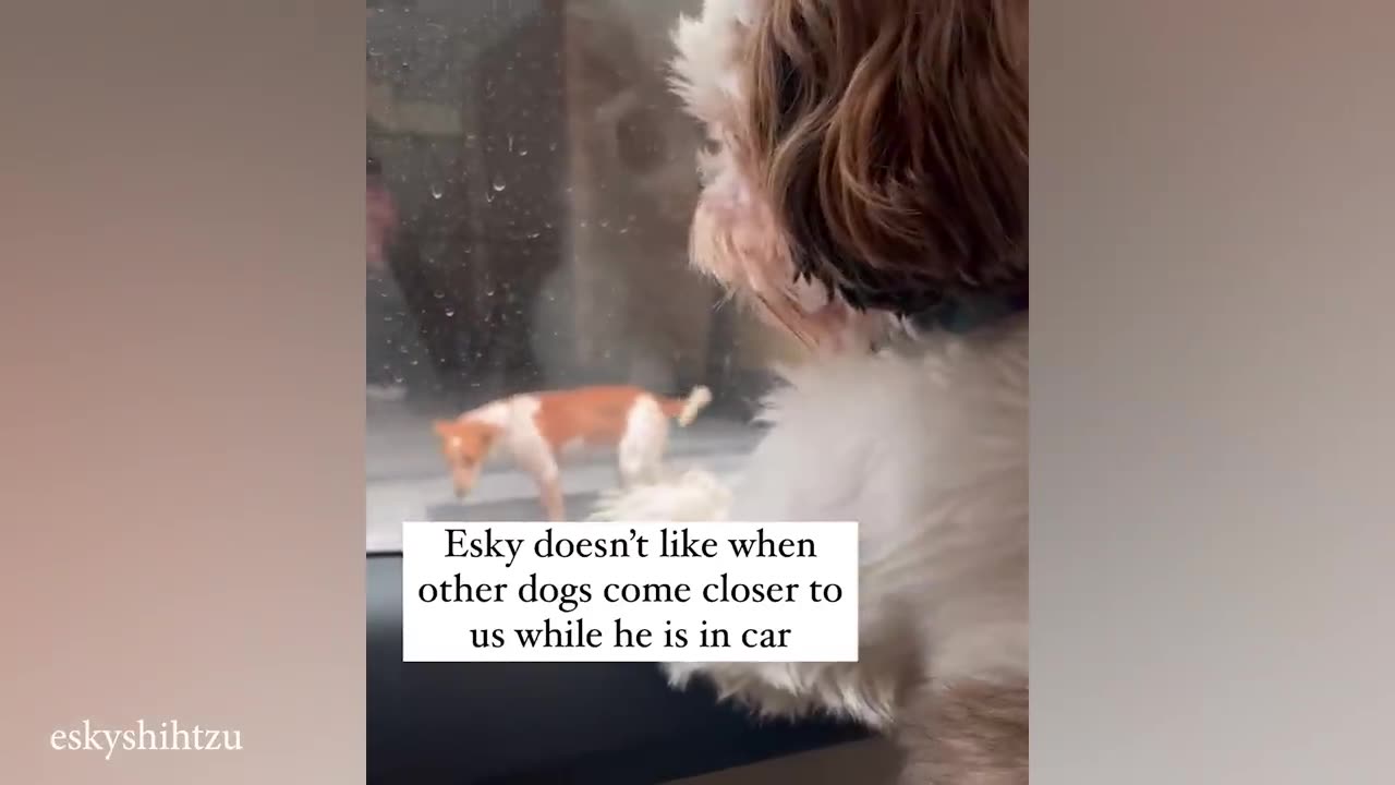 Funny Video Animals #19