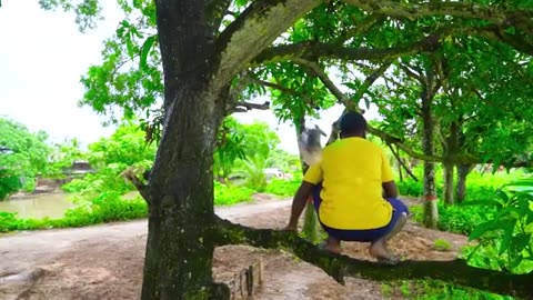 Funny videos