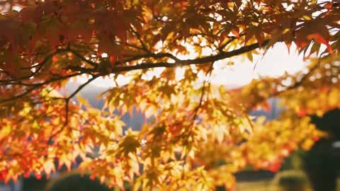 Enchanting Autumn Forests with Beautiful Piano Music