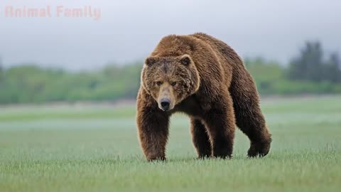 Animal Sounds for Children (20 Amazing Animals)