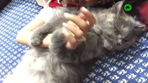 A compilation of cats who enjoy hugs serves as EVIDENCE THAT CATS ARE THE BEST.