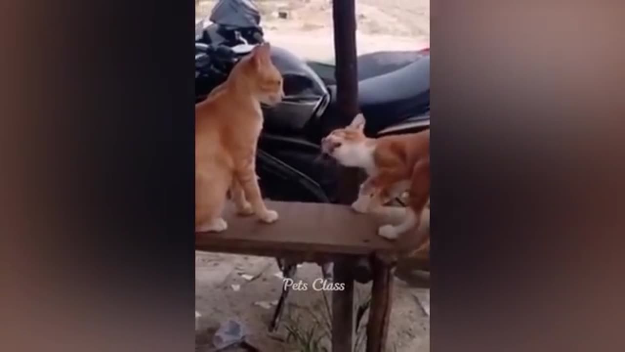 Crazy Cat and Confused Dog funny video