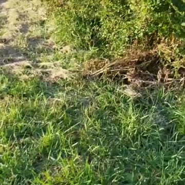 The Garden Of My Dreams