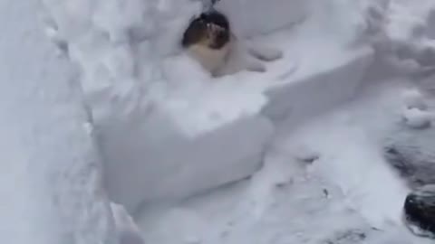 Cats Discover Snow