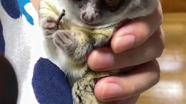 Bushbaby hug & snack time