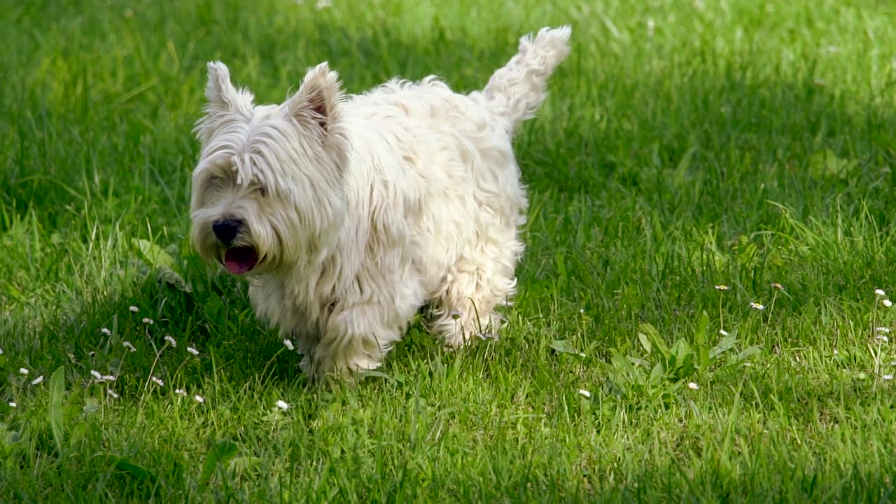 Garden Frolic: Dog's Delight in Nature (Copyright-Free)