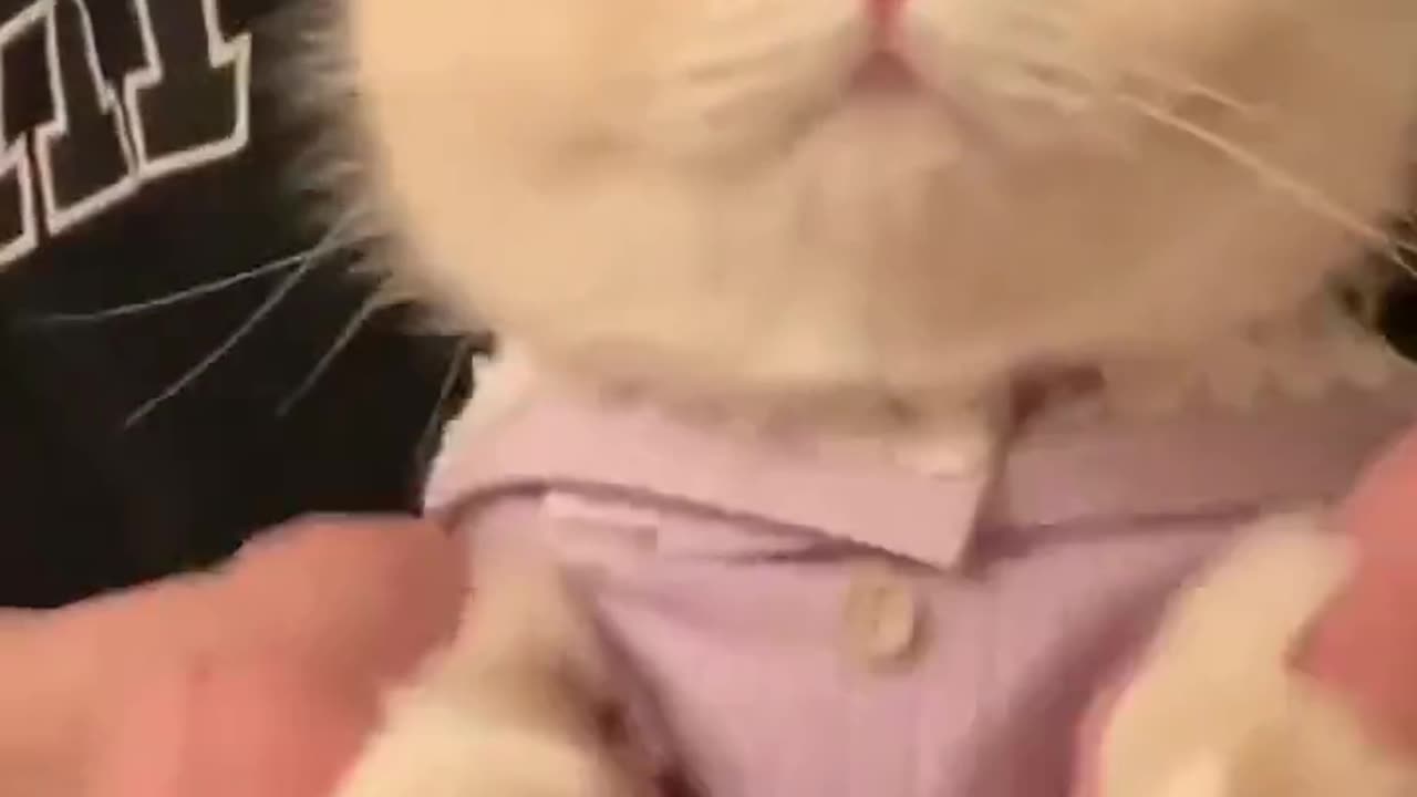 "Elegant Whiskers: A Stylish Cat's Fashionable Feline Adventure"