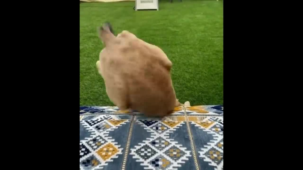 Energetic little animals