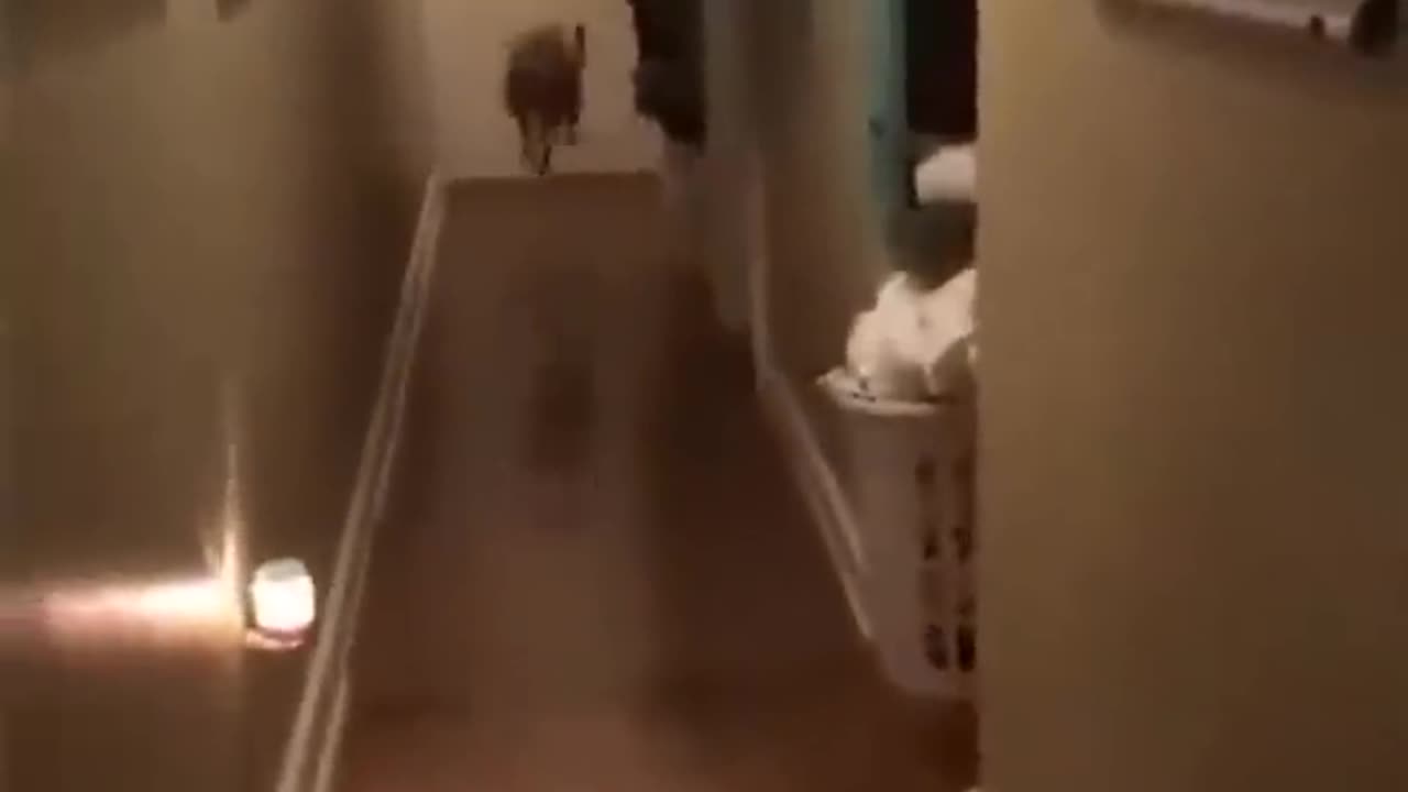 Animals funny video#110