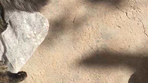 Beautiful Cat 🐈 play