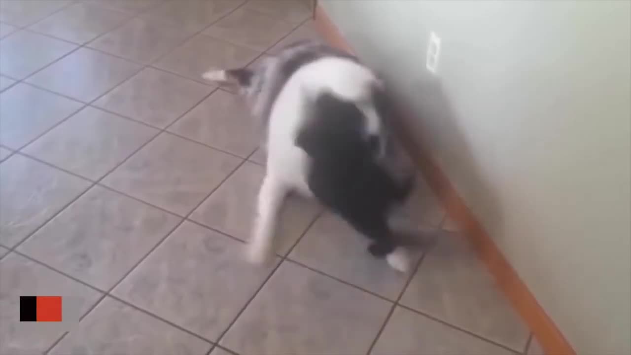 The Ultimate Compilation of Cats Attacking Dogs!