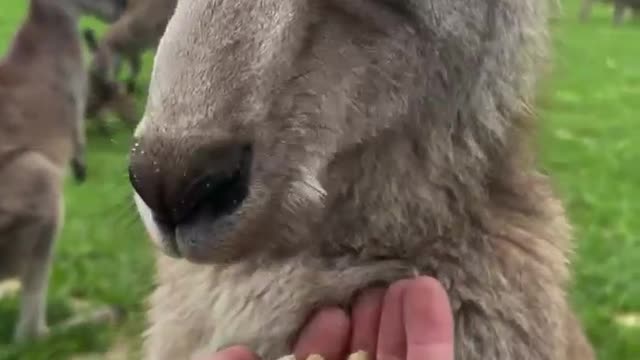 Aawn☺️ Man hand feeding a kangaroo