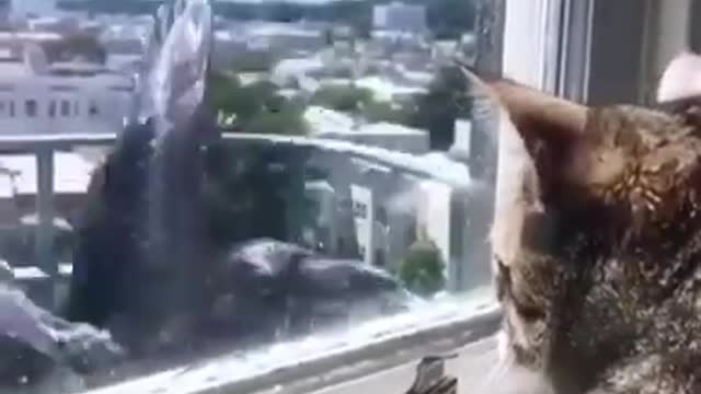 🤣 Funniest Cats 😻 - Awesome Funny Pet Animals Videos