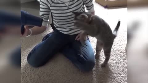 Kitten Plays With Hairdryer - Extremely Funny