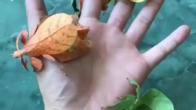 Amazing Plant Insect
