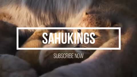 ALEX _ RUS - sng Lion Roar Song - SahuKings_Cut1