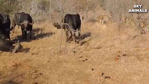 Buffalo Battles With Lion