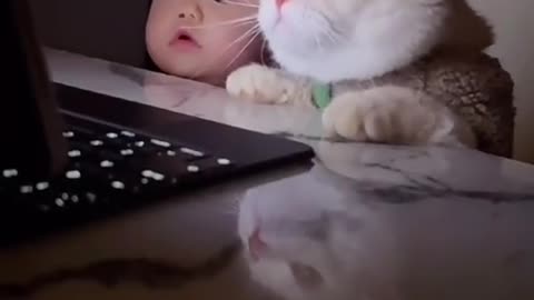 Funny cat 😂