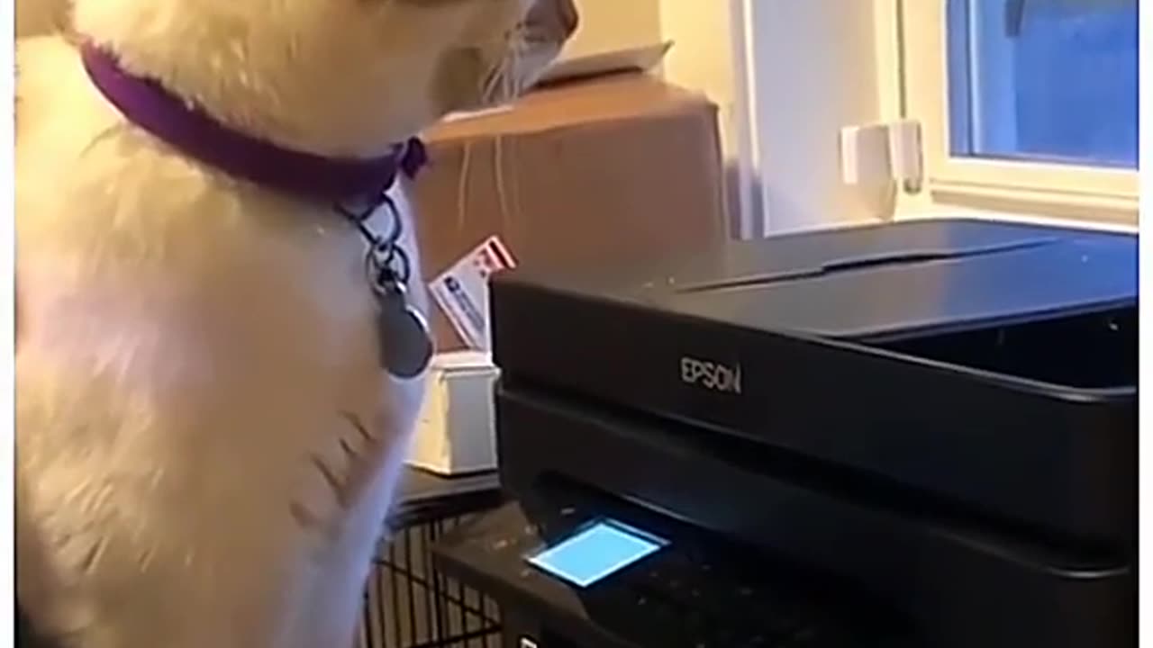 Funny Dogs And Cats Videos 2024