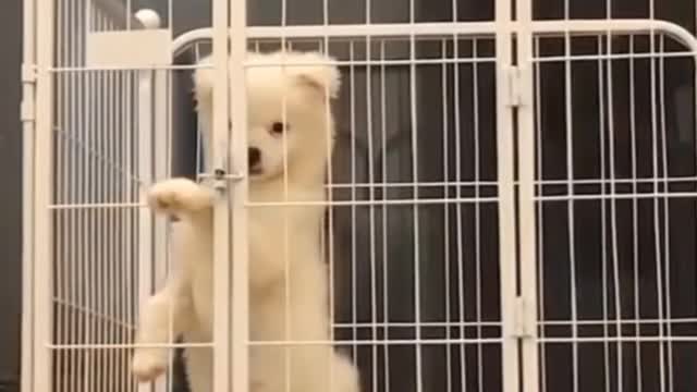 Funny Dogs try to out of cage!