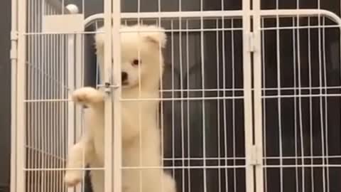 Funny Dogs try to out of cage!