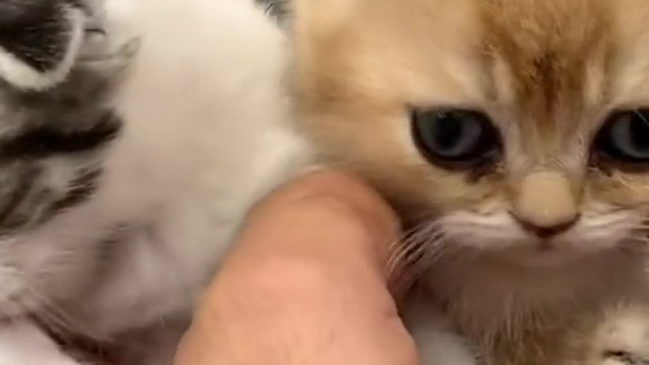 "Tiny Felines, Big Personalities: Adorable Kittens Meowing and Playing"